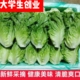 现摘生菜新鲜蔬菜生吃沙拉菜生吃蔬菜生吃蔬菜生吃蔬菜生吃蔬菜