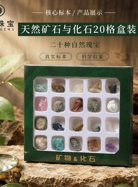 研学科普标本古生物20教具种货源