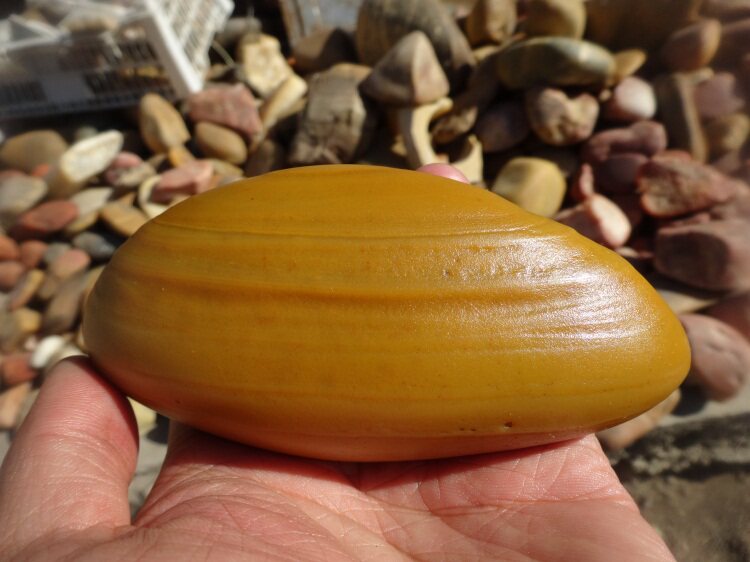 新疆克拉玛依乌尔禾泥玉 沙漠漆 金丝玉 彩玉 宝石光玛瑙原石籽料