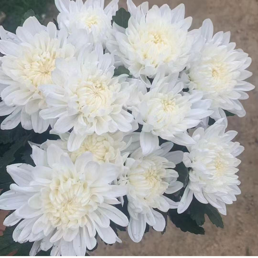 祭祀清明用菊花实惠价