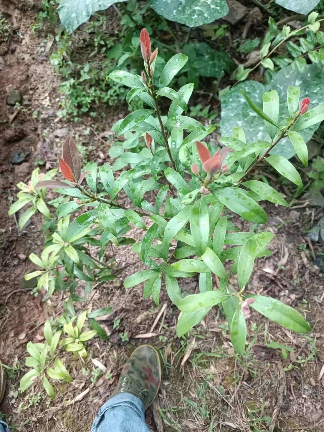 野生老鹰茶树苗苗高一尺以下两株50包邮出售