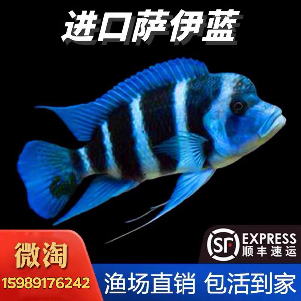 萨伊蓝六间 三湖鲷鱼 伊巴卡布隆迪六间鲷活体热带观赏鱼