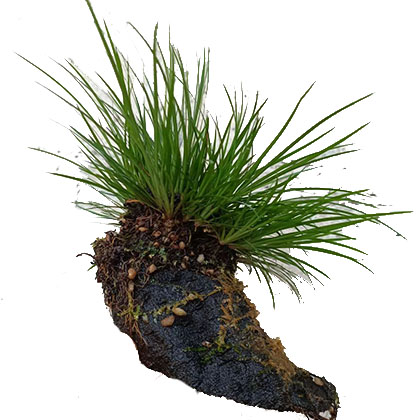 菖蒲室内外水陆缸香草水培