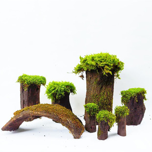 鱼缸造景雨林缸溪流缸装饰小宠物窝巢苔藓青苔树莫斯枯木树桩树杈