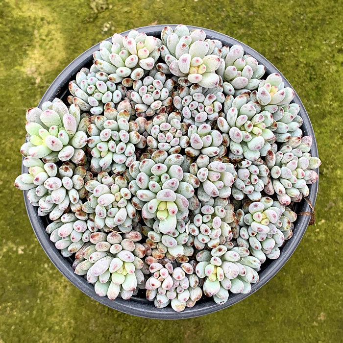 精品多肉植物园新品/蓝豆大满盆/办公室阳台绿植吸甲醛防辐射盆栽