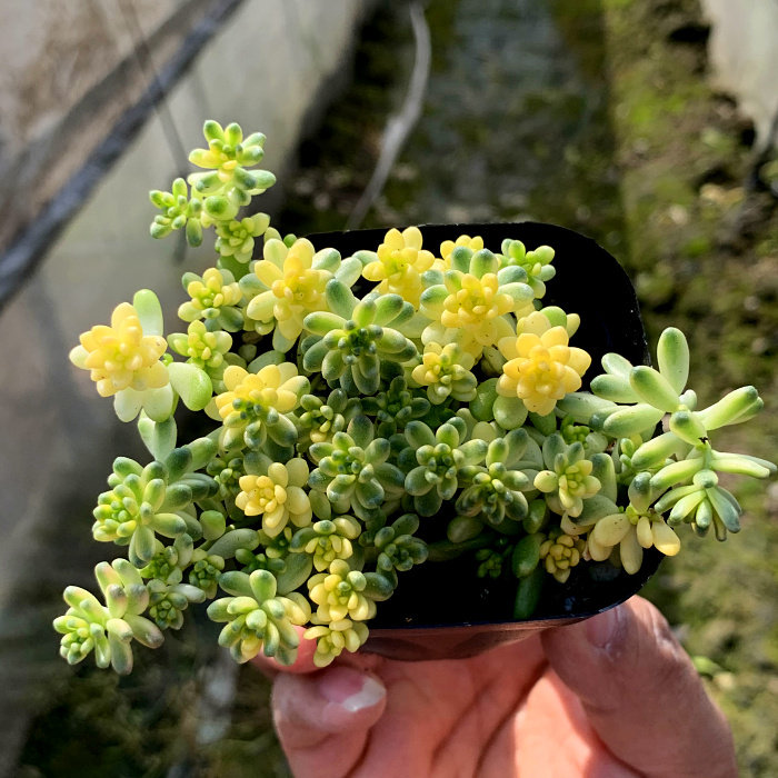 精品多肉植物园稀有品种/糖米锦/办公室阳台绿植吸甲醛防辐射盆栽