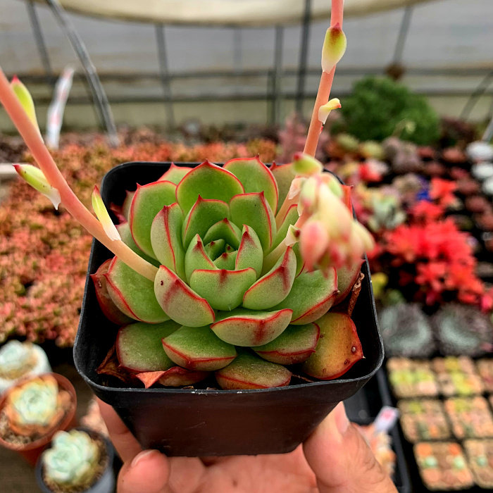 精品多肉植物园新/红花女王/办公室阳台绿植花卉吸甲醛防辐射盆栽