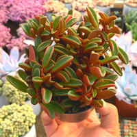 Premium succulents are on sale in the botanical garden/Red-backed pepper grass clusters/Balcony green plants and flowers, formaldehyde-absorbing and radiation-proof potted plants thumbnail 3