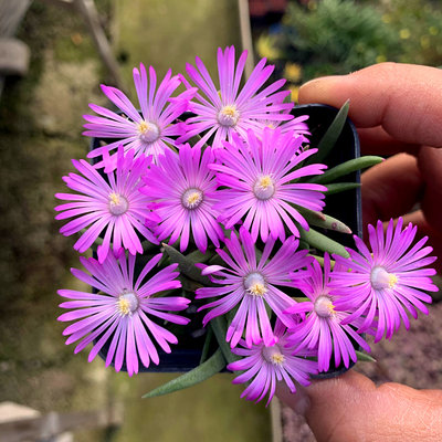 萱萱多肉植物园紫花小吸甲醛绿植