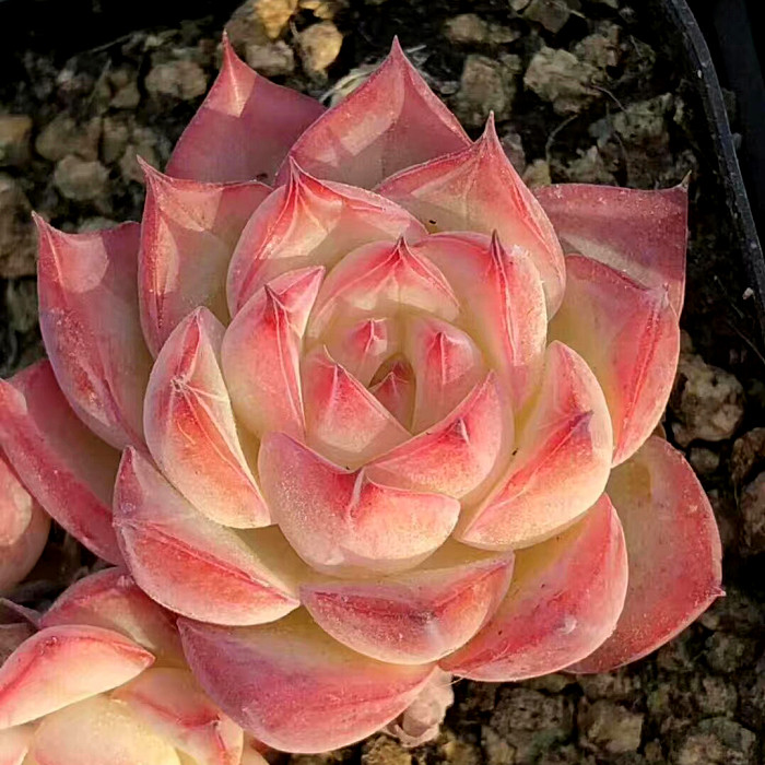 精品多肉植物园/法兰西玫瑰/水晶玫瑰/阳台吸甲醛防辐射奇趣盆栽