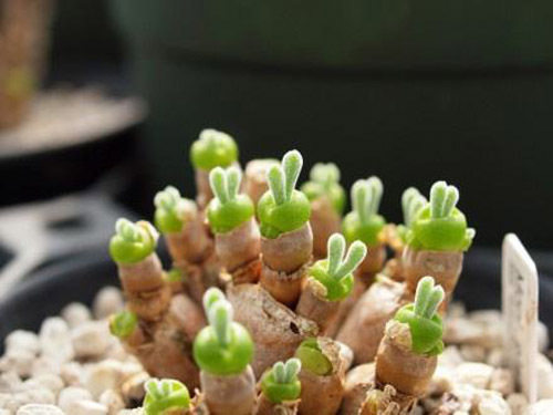 网红多肉热卖品种绿植小兔子花卉