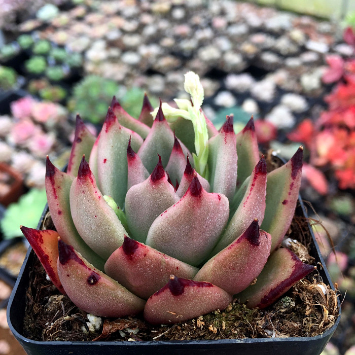 精品多肉植物园【天狼星朱丽叶】阳台绿植花卉吸甲醛防辐射盆栽