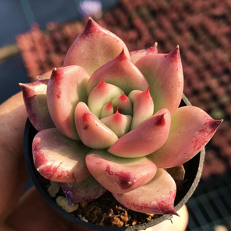 精品状态多肉植物/红颜蜜语/办公室阳台绿植花卉吸甲醛防辐射盆栽