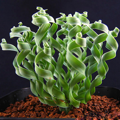 精品多肉植物园热卖品种宽叶弹簧草绿植花卉吸甲醛防辐射奇趣盆景