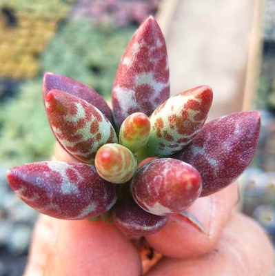 精品多肉植物园【梅花鹿水泡】绿植 花卉 吸甲醛防辐射 奇趣盆景