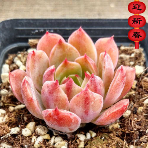 精品多肉植物园【圣路易斯】办公室阳台绿植花卉吸甲醛防辐射盆栽