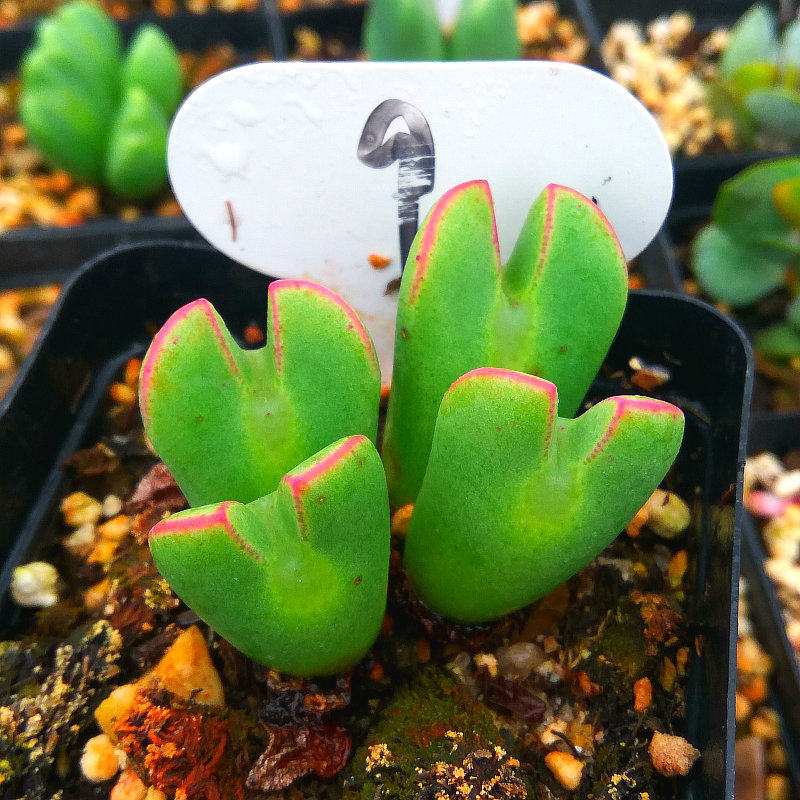 精品多肉植物园热卖【红边少将一物一拍】办公室阳台吸甲醛防辐射