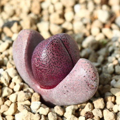 精品多肉植物园红帝玉绿帝玉办公室阳台绿植花卉吸甲醛防辐射盆栽