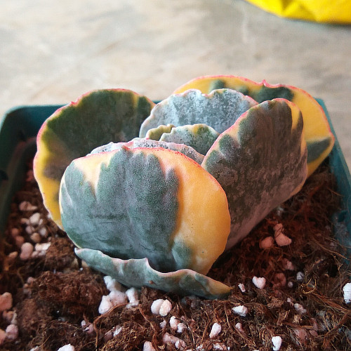 精品多肉植物园【旭波之光锦】办公室绿植花卉吸甲醛防辐射盆栽