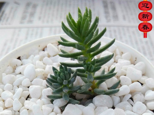 精品多肉植物园【塔松】办公室阳台绿植花卉吸甲醛防辐射盆栽_虎窝淘
