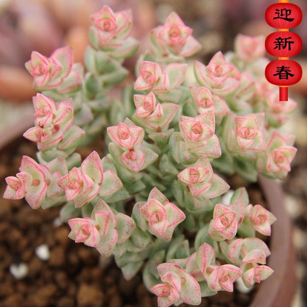 精品多肉植物园小米星锦【彩色蜡笔】办公室绿植吸甲醛防辐射盆栽