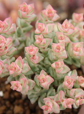 萱萱多肉植物园小米星锦彩色蜡笔