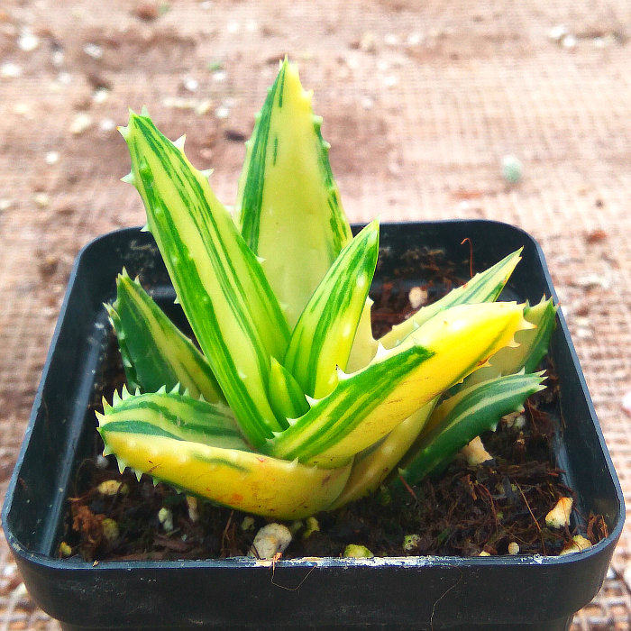 精品多肉植物园【不夜城锦】绿植花卉吸甲醛防辐射盆栽稀有品种