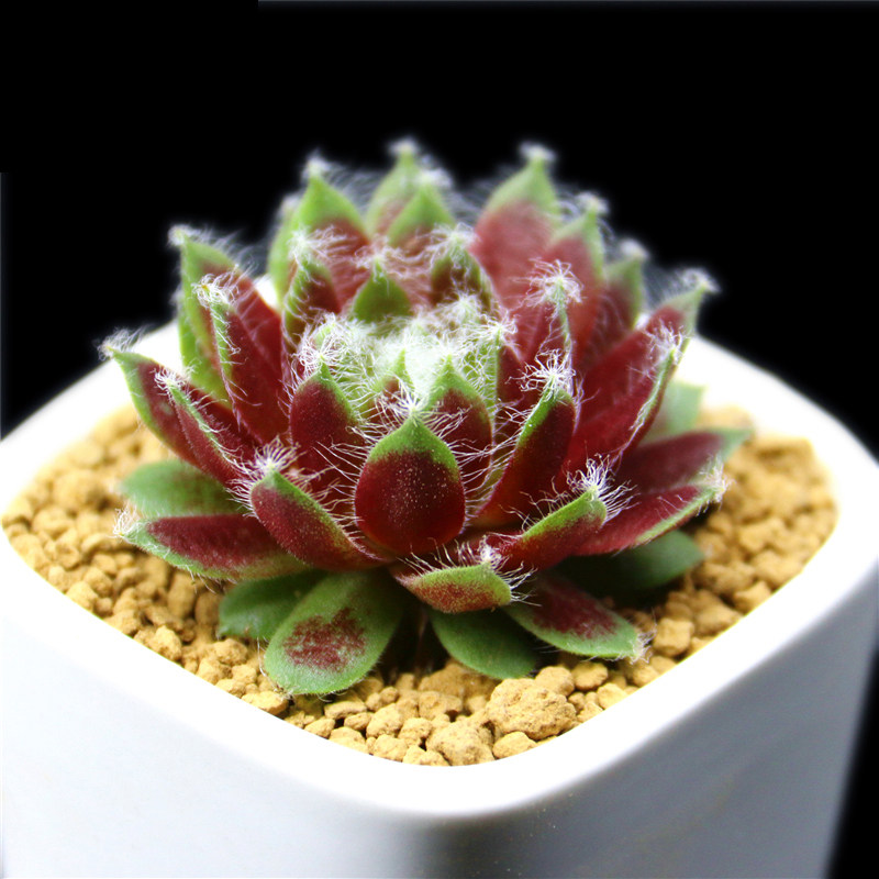 精品多肉植物园【大红卷娟】绿植花卉 吸甲醛防辐射盆栽奇趣盆景