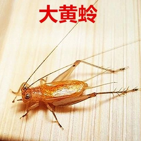 大黄蛉中须2只