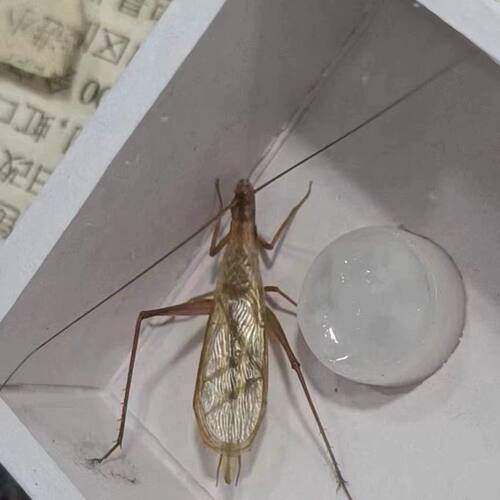 稀缺红山竹蛉叫声悦耳(签收24小时提供开箱视频超过时间不负责)