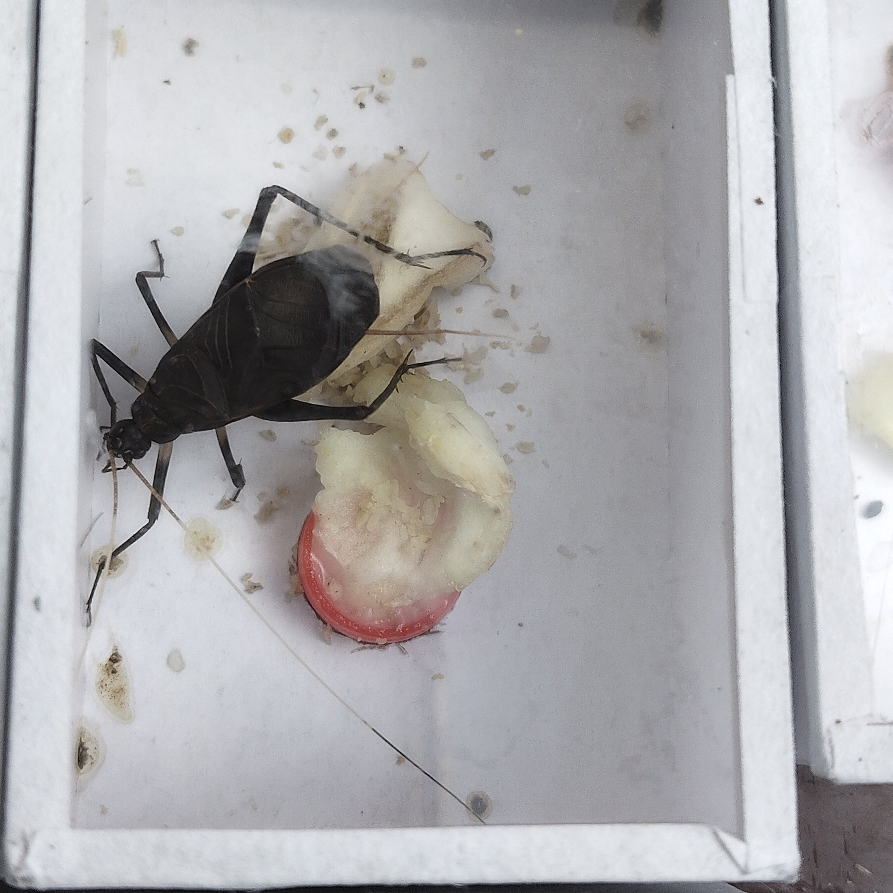 鸣虫包邮活体人工马蛉黑金钟叫声好听群养单养都可以