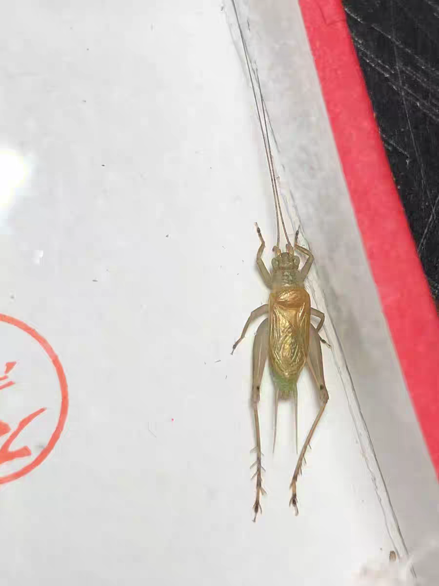 石志明各种师傅大黄蛉活体鸣虫签收24小时开箱视频超过时间不负责,宠物/宠物食品及用品,特色爬宠/鸣虫,淘宝优惠券,粉丝福利购,淘宝优惠卷