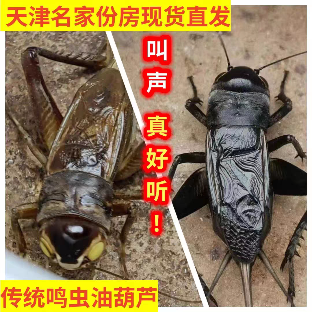 活体鸣虫天津名家无水缎子青黑虫玉眼冰糖紫油葫芦包邮包风险