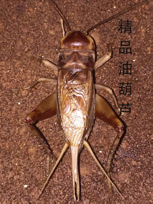 油葫芦段青冰糖紫冰糖玉眼份房直销自家份房产出出叫率高地板足