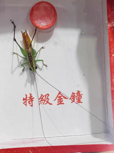 帝王翡翠蛉真糖果虫中的颜值天花板身材小巧颜色艳丽玻珀魔王麒麟