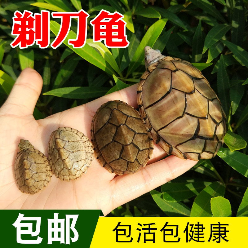 乌龟剃刀活体宠物深水麝香小型