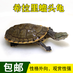 鱼缸乌龟希拉里蟾头龟活体宠物龟花面侧颈龟活物深水龟观赏龟包邮