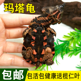 包邮 玛塔龟活体乌龟宠物龟观赏枯叶龟红玛塔活体黑玛塔鱼缸深水龟