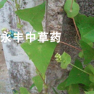 新鲜杠板归 河白草、光眼铃铃、梨头刺、蛇不过 现采现卖