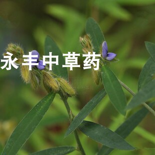 野百合 农吉利 鼠蛋草 响铃草 痈药 野花生  干品新货