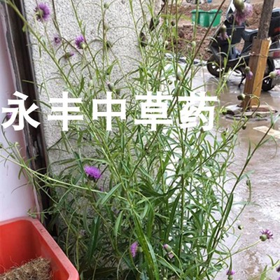 小蓟 小蓟根 野红花 水刺菜刺儿菜水  新鲜纯根