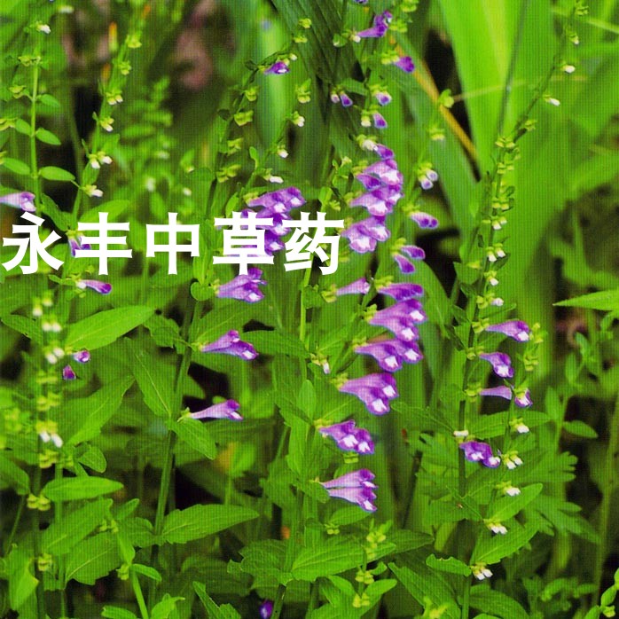野生药材半枝莲  四条棱  四方草 并头草  狭叶韩信草 鲜品 干品