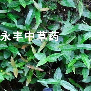 石血 红的对叶肾  白风藤 爬山虎 散风通络 新鲜 干品都有