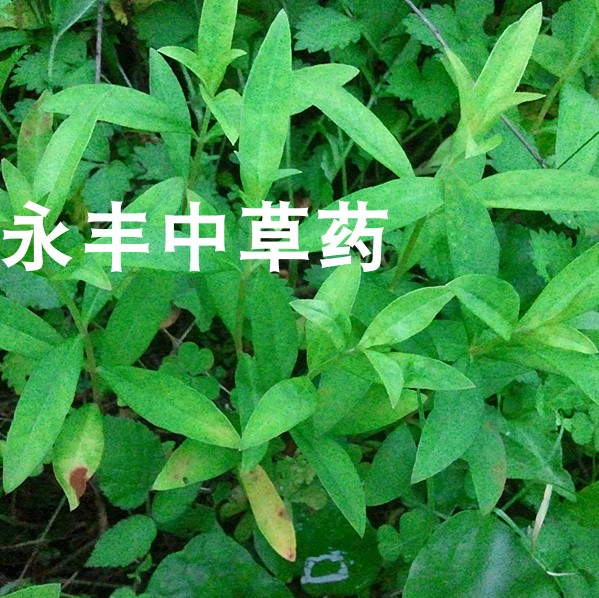珍珠菜根 星宿菜根  红根儿 红筋草 干根 新鲜