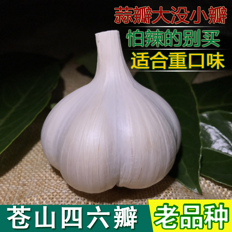 山东苍山大蒜十斤装 笨大蒜头老品种 四六瓣蒜种子腌制腊八糖醋蒜