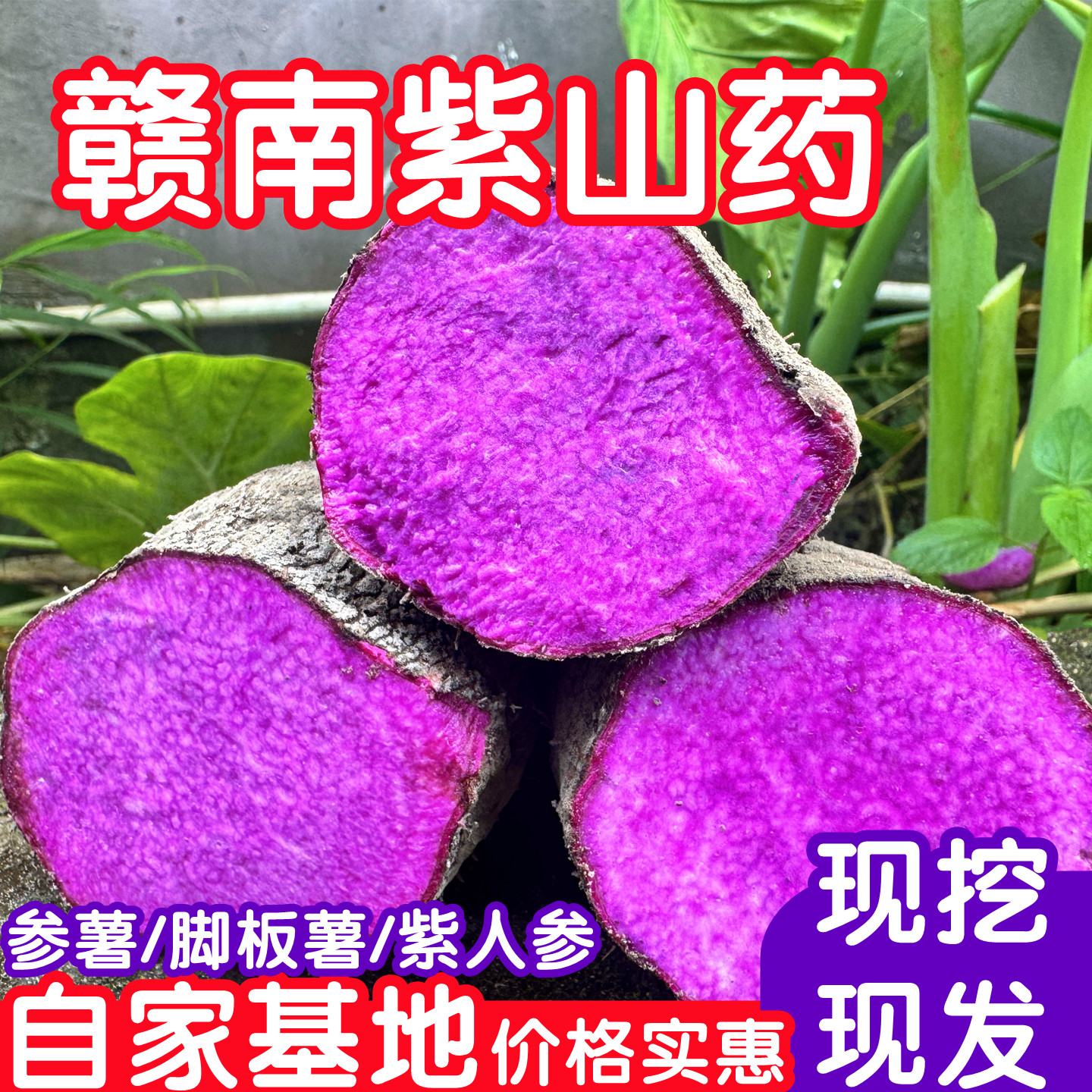 紫山药紫参薯紫人参脚板薯现挖