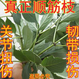 鲜顺筋枝舒筋树枝接骨木枝叶活筋条干枝手脚踝扭崴伤韧带损伤