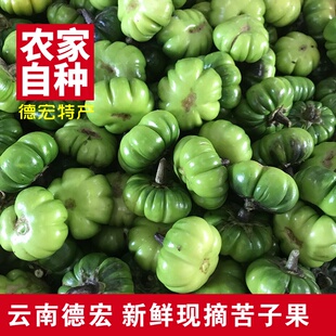 云南德宏特色苦子果3斤新鲜苦味野生野味蔬菜苦子苦茄洋苦子