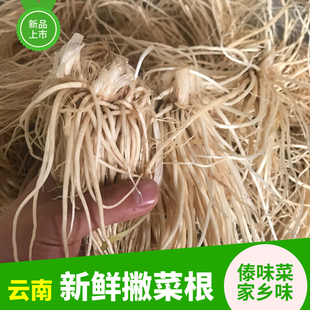 云南新鲜撇菜根500克傣味配菜蔬菜老品种苤菜根用韭菜月子腌拌菜
