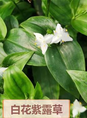 白花紫露草鸭跖草青叶吊竹梅盆栽阳台绿植客厅好养四季常青庭院
